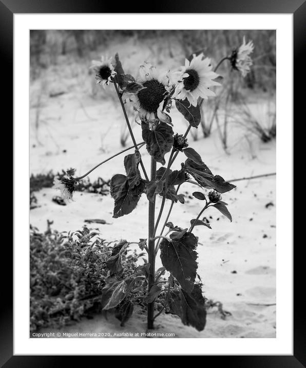 Beach Sunflower Framed Mounted Print by Miguel Herrera