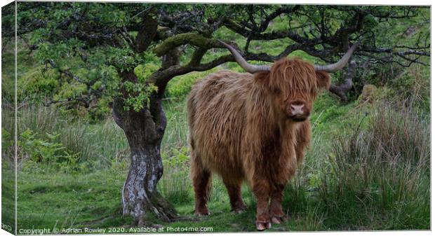Highland Cattle on Exmoor Canvas Print by Adrian Rowley