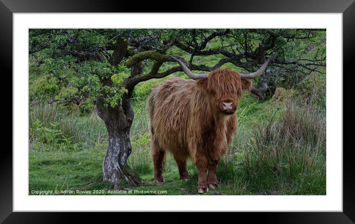 Highland Cattle on Exmoor Framed Mounted Print by Adrian Rowley