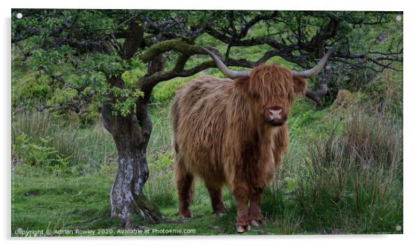 Highland Cattle on Exmoor Acrylic by Adrian Rowley
