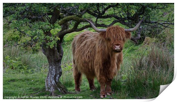 Highland Cattle on Exmoor Print by Adrian Rowley