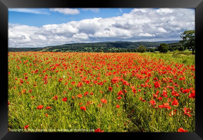 Field of Poppies Framed Print by Holly Burgess
