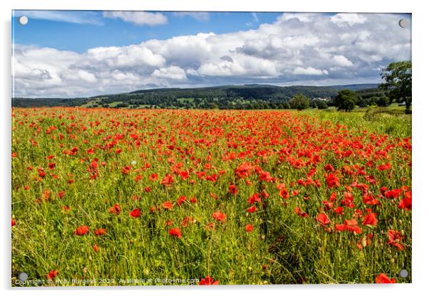 Field of Poppies Acrylic by Holly Burgess