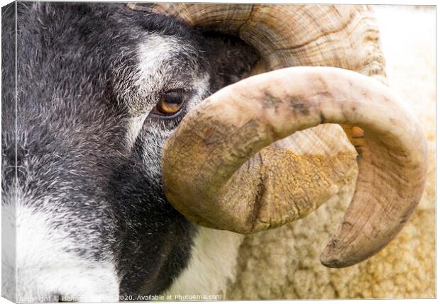 Curly Horned Sheep Canvas Print by Hannah Watson