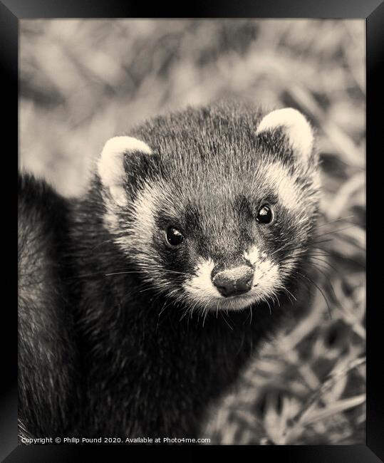 Black and white close up of polecat Framed Print by Philip Pound