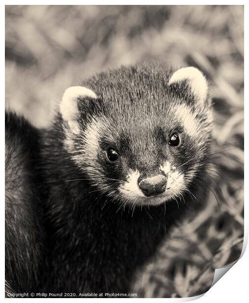 Black and white close up of polecat Print by Philip Pound