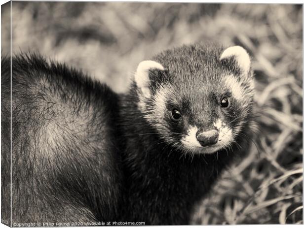Black and white polecat Canvas Print by Philip Pound