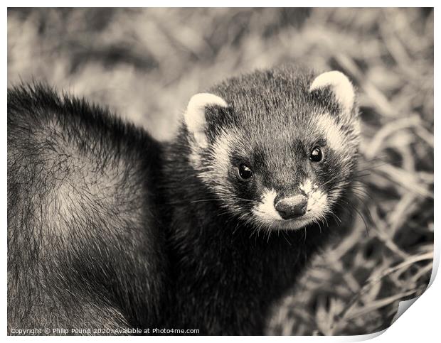 Black and white polecat Print by Philip Pound
