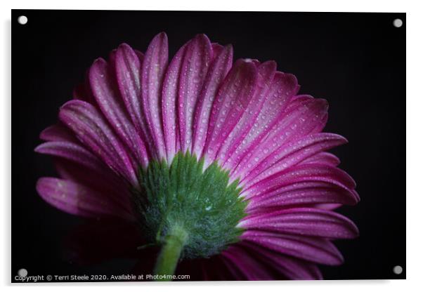 Gerbera Daisy Acrylic by Terri Steele