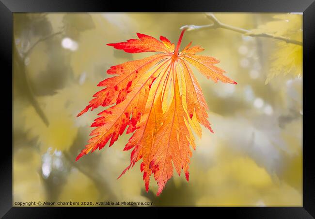 Bright Autumn Framed Print by Alison Chambers