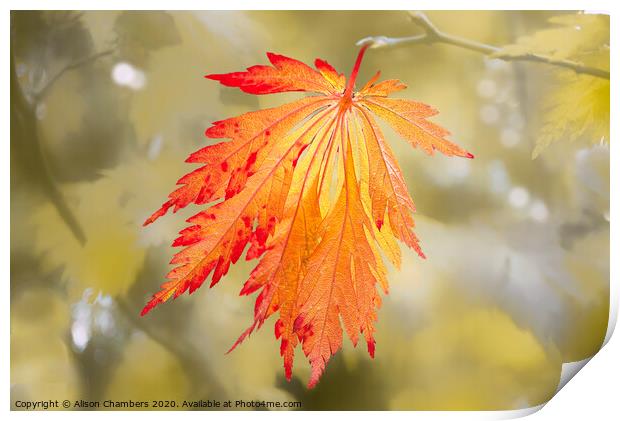 Bright Autumn Print by Alison Chambers