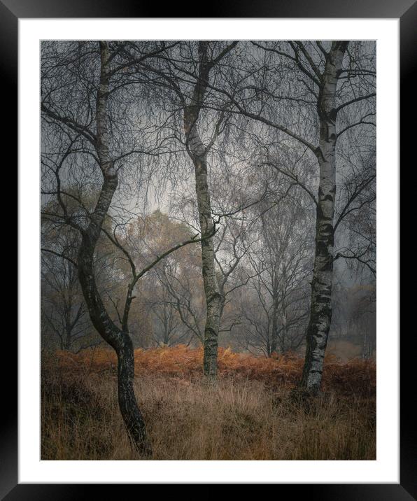 Gardom's Silver Birch Framed Mounted Print by Paul Andrews