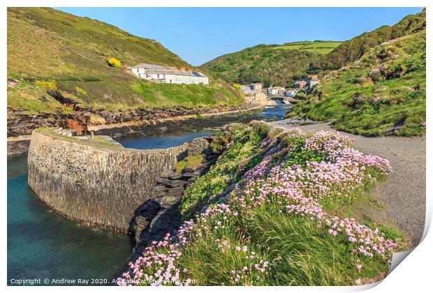 Thrift at Boscastle Print by Andrew Ray
