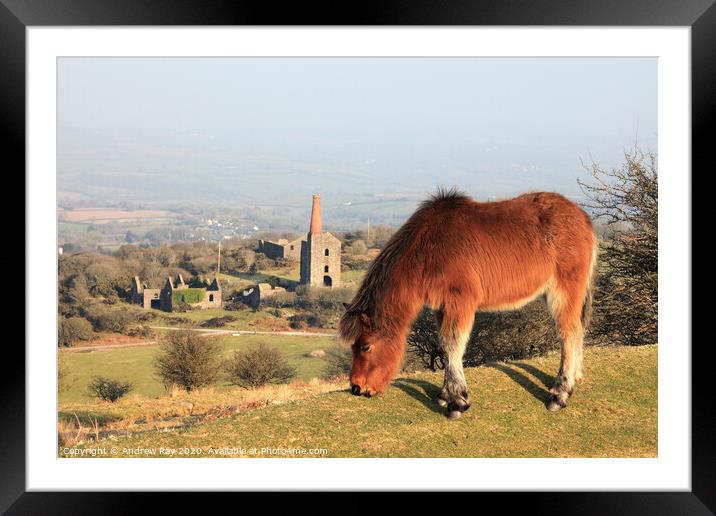 Pony on Bodmin Moor Framed Mounted Print by Andrew Ray