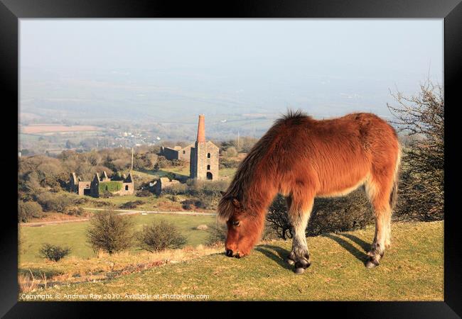 Pony on Bodmin Moor Framed Print by Andrew Ray