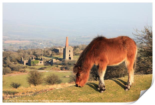 Pony on Bodmin Moor Print by Andrew Ray