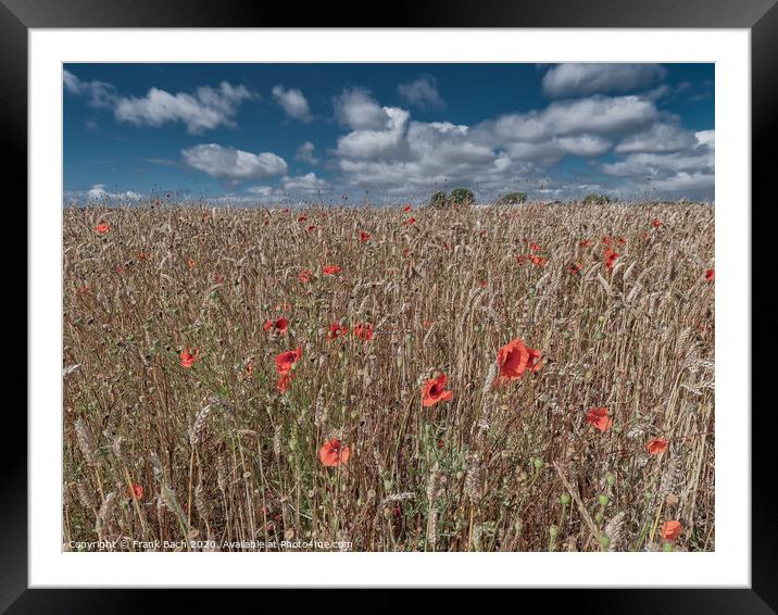 Poppies in a field on Funen in Denmark Framed Mounted Print by Frank Bach