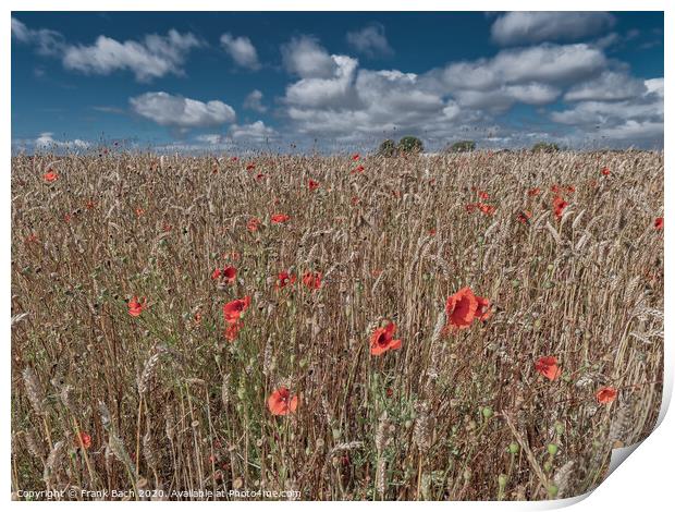 Poppies in a field on Funen in Denmark Print by Frank Bach
