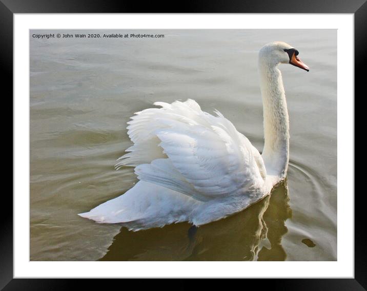 Swan Swimming Framed Mounted Print by John Wain