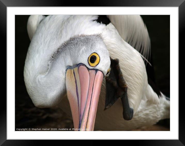 Majestic Australian Pelican Framed Mounted Print by Stephen Hamer