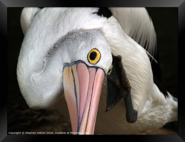 Majestic Australian Pelican Framed Print by Stephen Hamer