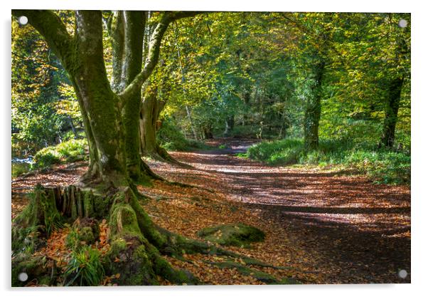 autumn woodland scene golitha falls  Cornwall Acrylic by Eddie John