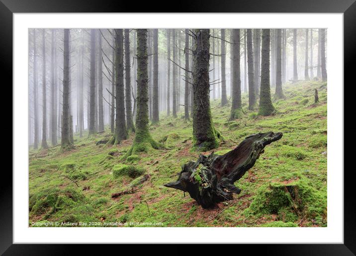 Misty Wood (Bodmin Moor) Framed Mounted Print by Andrew Ray