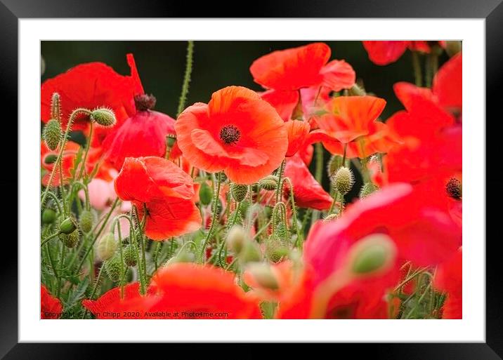 Poppy Field Framed Mounted Print by Colin Chipp