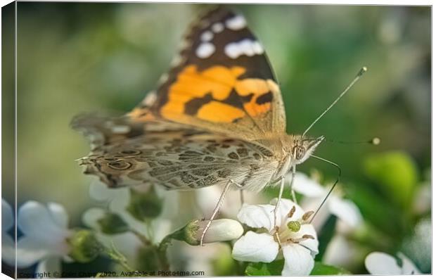 Painted Lady Canvas Print by Colin Chipp