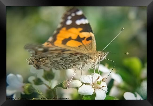 Painted Lady Framed Print by Colin Chipp