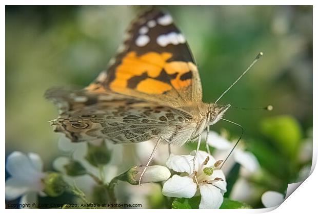 Painted Lady Print by Colin Chipp