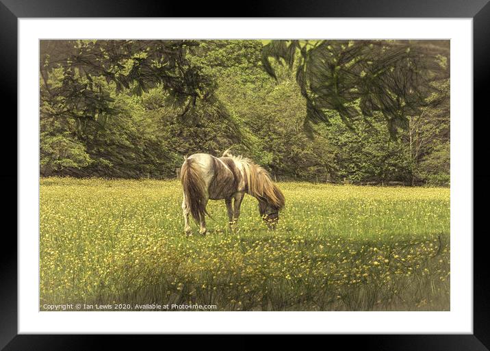Pony In The Buttercups Digital Art Framed Mounted Print by Ian Lewis