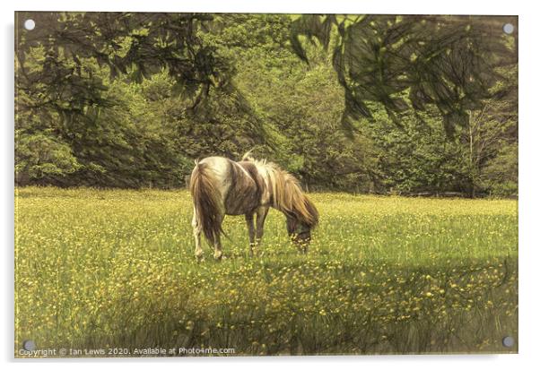 Pony In The Buttercups Digital Art Acrylic by Ian Lewis