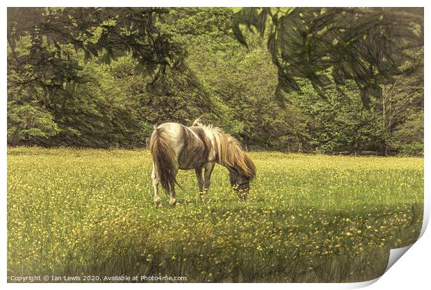 Pony In The Buttercups Digital Art Print by Ian Lewis