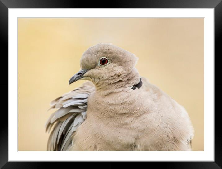 Collared Dove Portrait  Framed Mounted Print by Kelly Bailey
