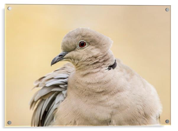 Collared Dove Portrait  Acrylic by Kelly Bailey
