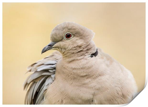 Collared Dove Portrait  Print by Kelly Bailey