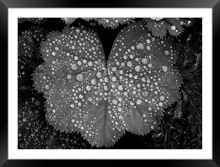 Mono Droplets Framed Mounted Print by Kelly Bailey