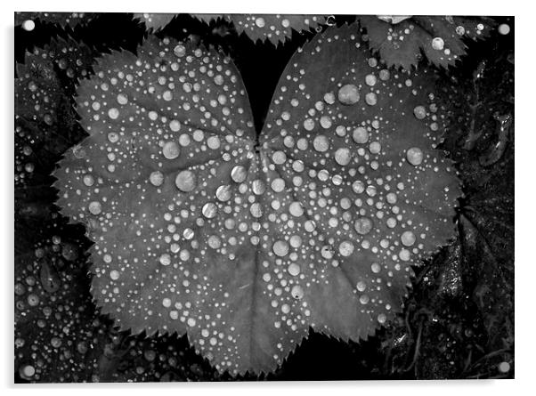 Mono Droplets Acrylic by Kelly Bailey