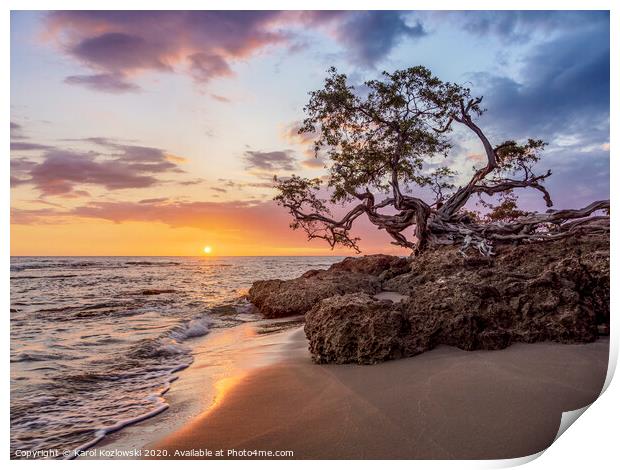 Lone Tree at sunset, Treasure Beach, Jamaica Print by Karol Kozlowski