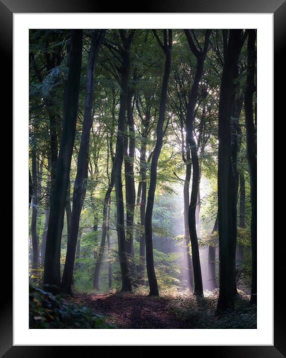 Morning Woodlands Framed Mounted Print by Ceri Jones