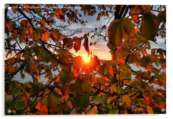 Rising Sun Through Foliage Acrylic by Taina Sohlman