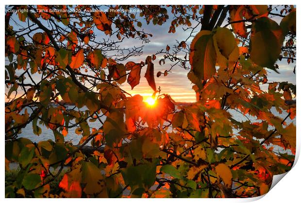 Rising Sun Through Foliage Print by Taina Sohlman
