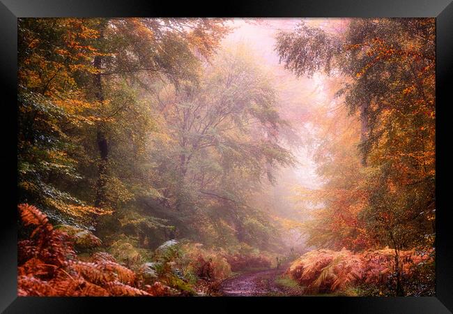 Autumn Foggy Woods Framed Print by Ceri Jones