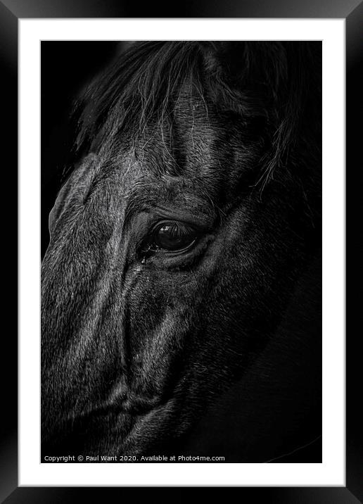 Horse Framed Mounted Print by Paul Want