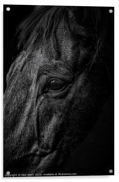 Horse Acrylic by Paul Want