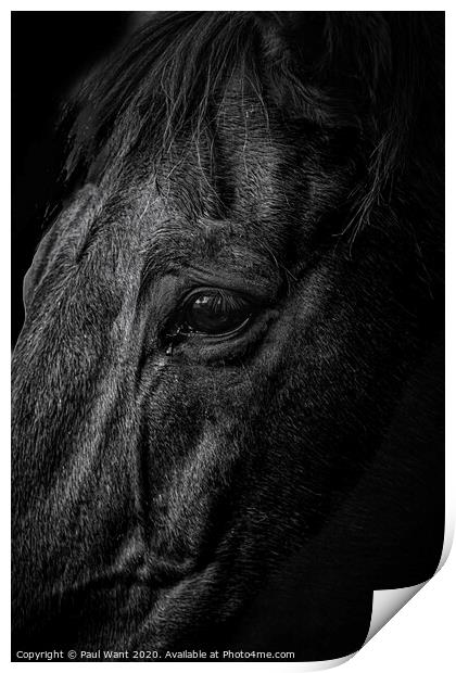 Horse Print by Paul Want