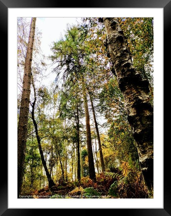 Woodland trees on a sunny October Morning Framed Mounted Print by Samantha Smith