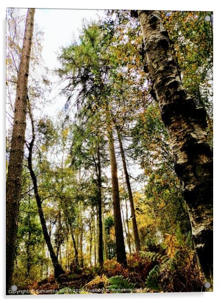 Woodland trees on a sunny October Morning Acrylic by Samantha Smith