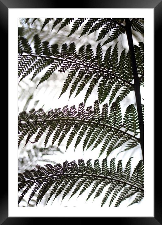 Fern Abstract  Framed Mounted Print by Ceri Jones